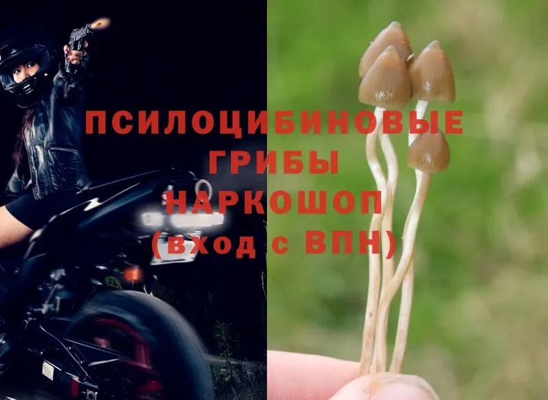 купить закладку  Высоцк  Псилоцибиновые грибы Psilocybine cubensis 